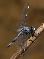 Libellula comanche