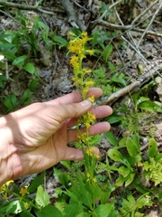 Solidago macrophylla