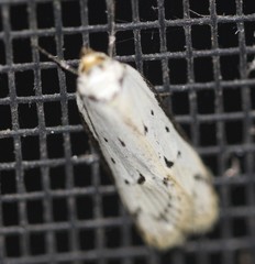 Philobota thiocrossa