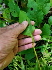 Solidago macrophylla