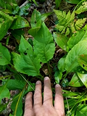 Solidago macrophylla