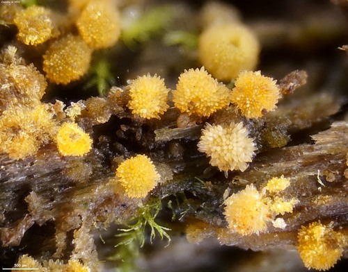 Genus Bactridium · iNaturalist