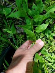 Solidago macrophylla