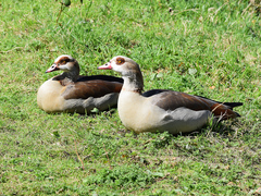 Alopochen aegyptiaca