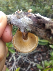 Lentinus