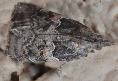 Satole ligniperdalis