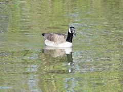 Branta canadensis