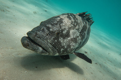 Epinephelus malabaricus