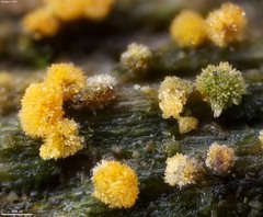 Bactridium ellisii
