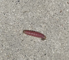 Litoprosopus coachella