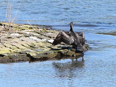 Phalacrocorax carbo
