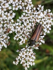 Lepturobosca