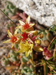 Sedum obtusatum
