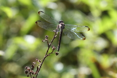 Libellula axilena
