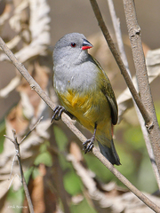 Coccopygia quartinia