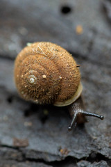 Vespericola marinensis