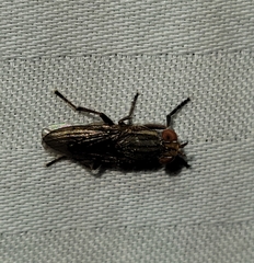Sciomyzoidea