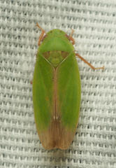 Ponana