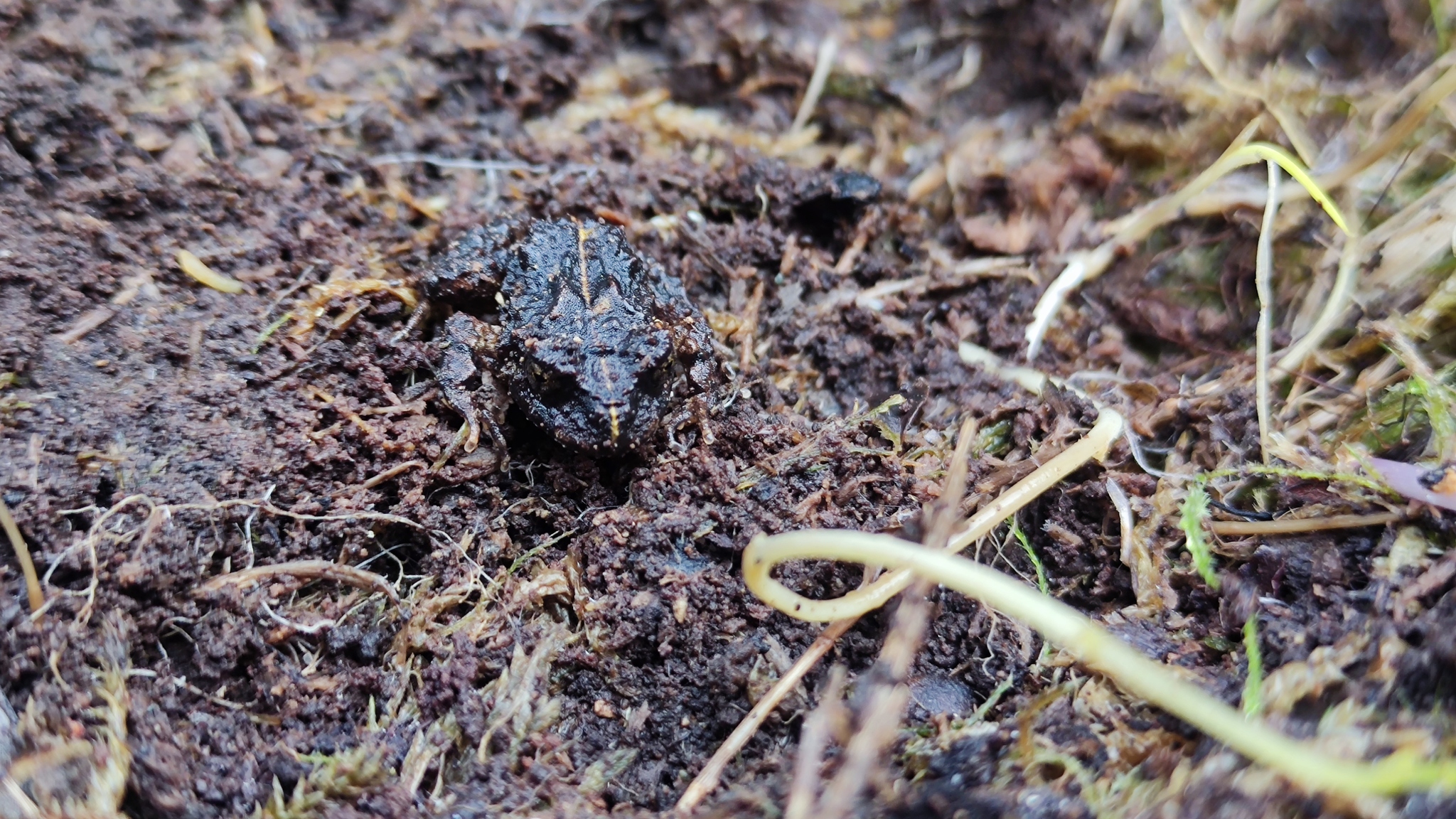 Eupsophus emiliopugini Formas, 1989