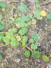 Hydrocotyle vulgaris