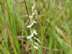 Spiranthes × intermedia