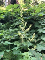 Actaea laciniata
