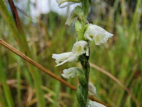 Spiranthes X intermedia