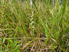 Spiranthes × intermedia
