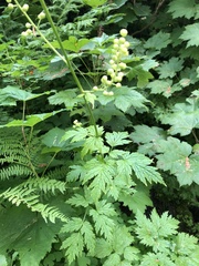Actaea laciniata