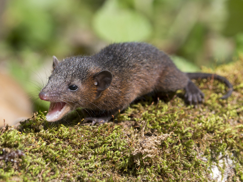 Northern Red-sided Opossum (Monodelphis brevicaudata) · iNaturalist