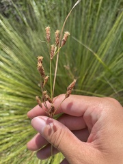 Fimbristylis castanea