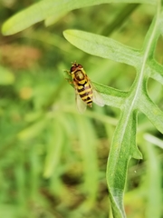 Syrphus ribesii