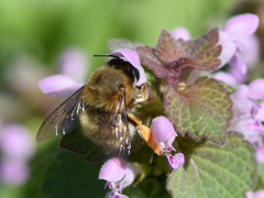 Anthophora