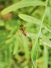 Syrphus ribesii