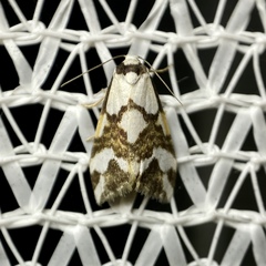 Thallarcha staurocola