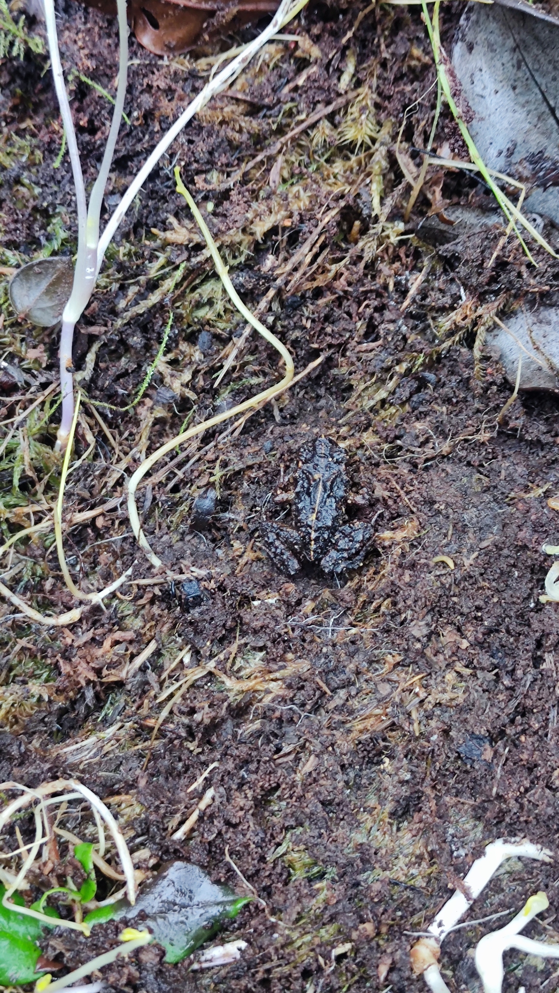 Eupsophus emiliopugini Formas, 1989