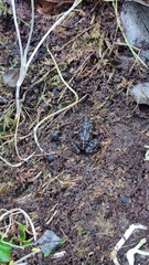 Eupsophus emiliopugini