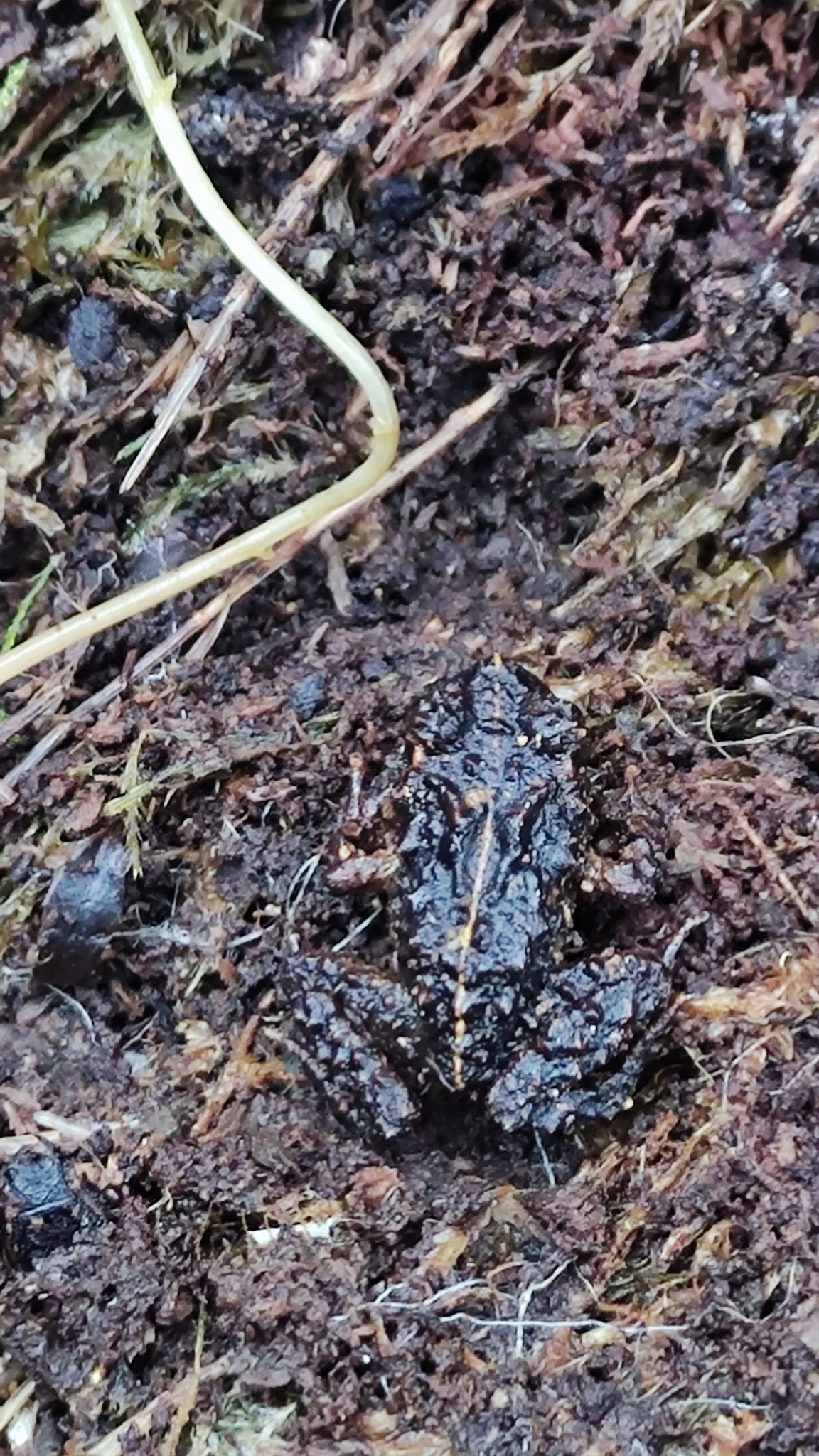 Eupsophus emiliopugini Formas, 1989