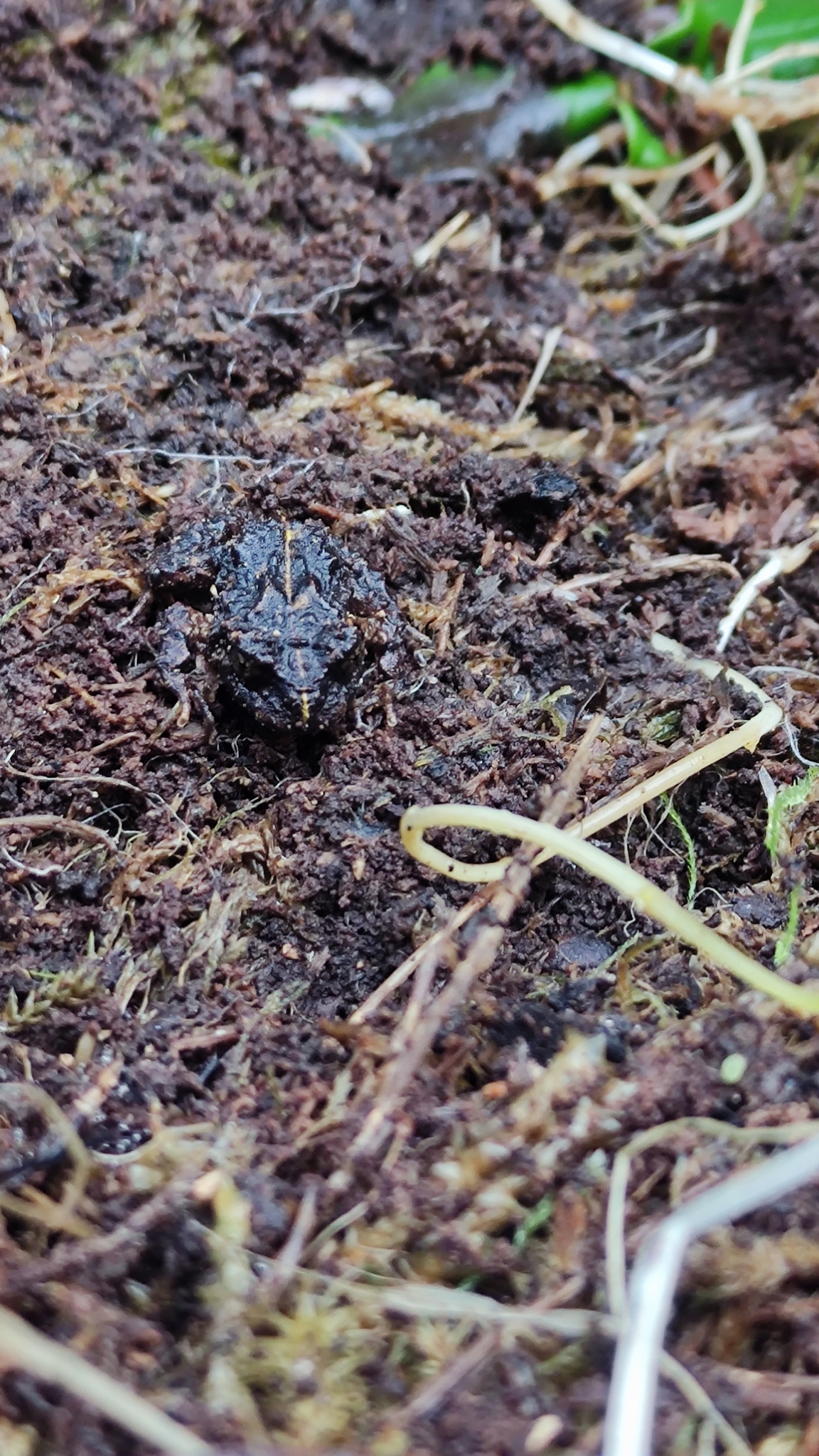 Eupsophus emiliopugini Formas, 1989