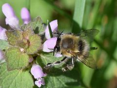 Anthophora