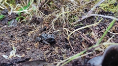 Eupsophus emiliopugini