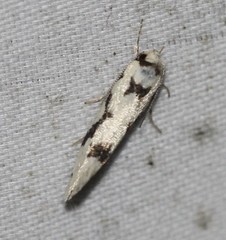 Lichenaula calligrapha