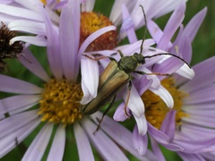 Lepturobosca