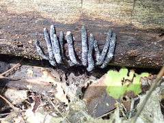Xylaria cornu-damae