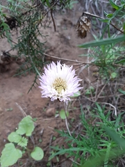 Plectocephalus chilensis