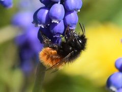 Osmia cornuta
