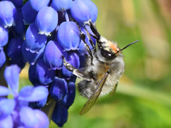 Anthophora plumipes