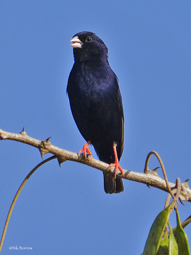 Village Indigobird