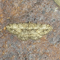 Psilalcis isombra