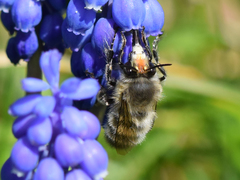 Anthophora plumipes